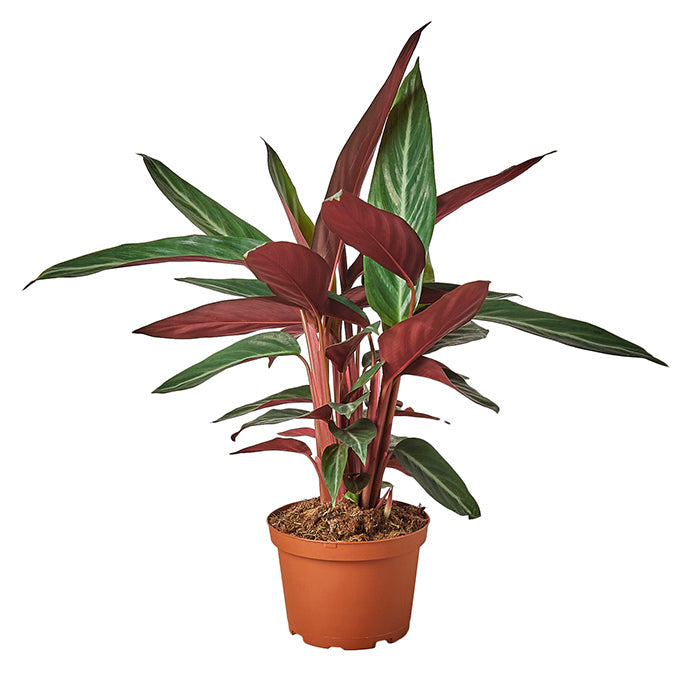 Stromanthe 'Sanguinea'