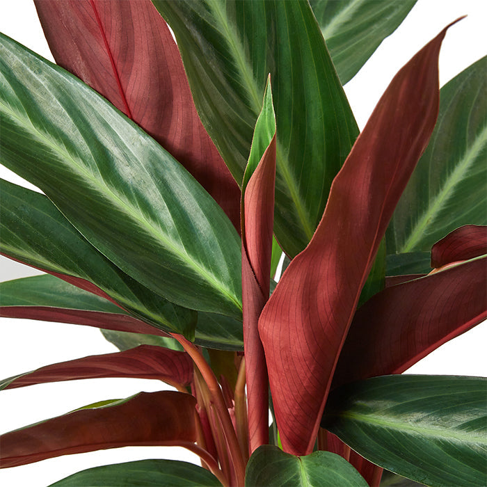 Stromanthe 'Sanguinea'