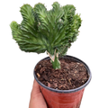 Succulent Euphorbia Lactea Mermaid Tail