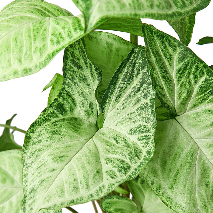 Syngonium 'White Butterfly'