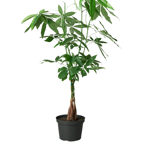 Money Tree