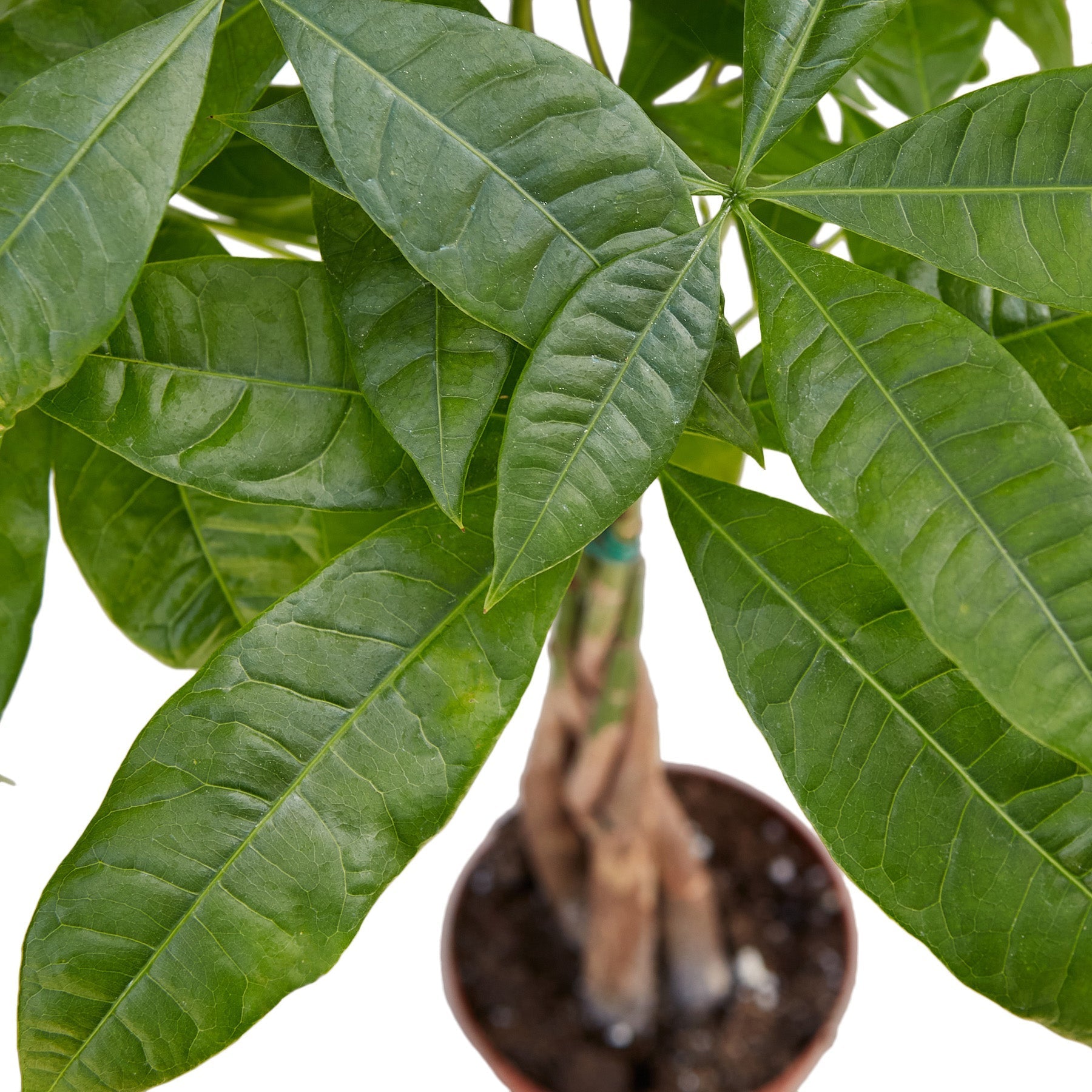 Money Tree