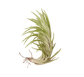 Air Plant 'Araujei'