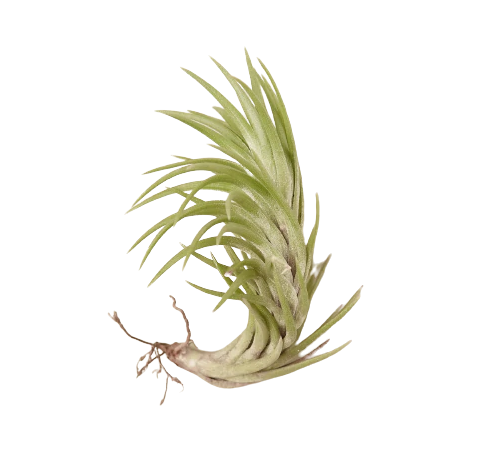 Air Plant 'Araujei'