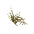 Air Plant 'Bandensis'