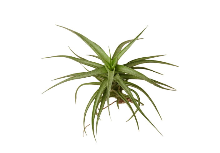 Air Plant 'Bergeri'