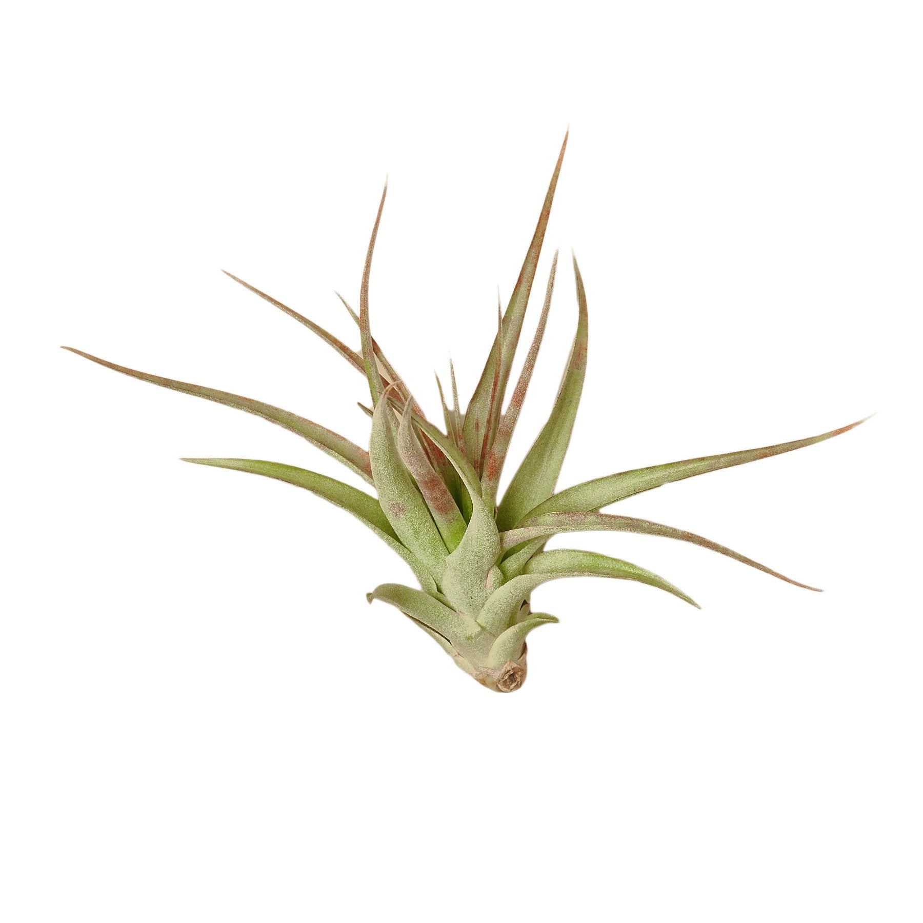 Air Plant 'Brachycaulos'