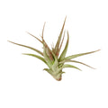 Air Plant 'Brachycaulos'