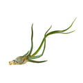Air Plant 'Bulbosa'