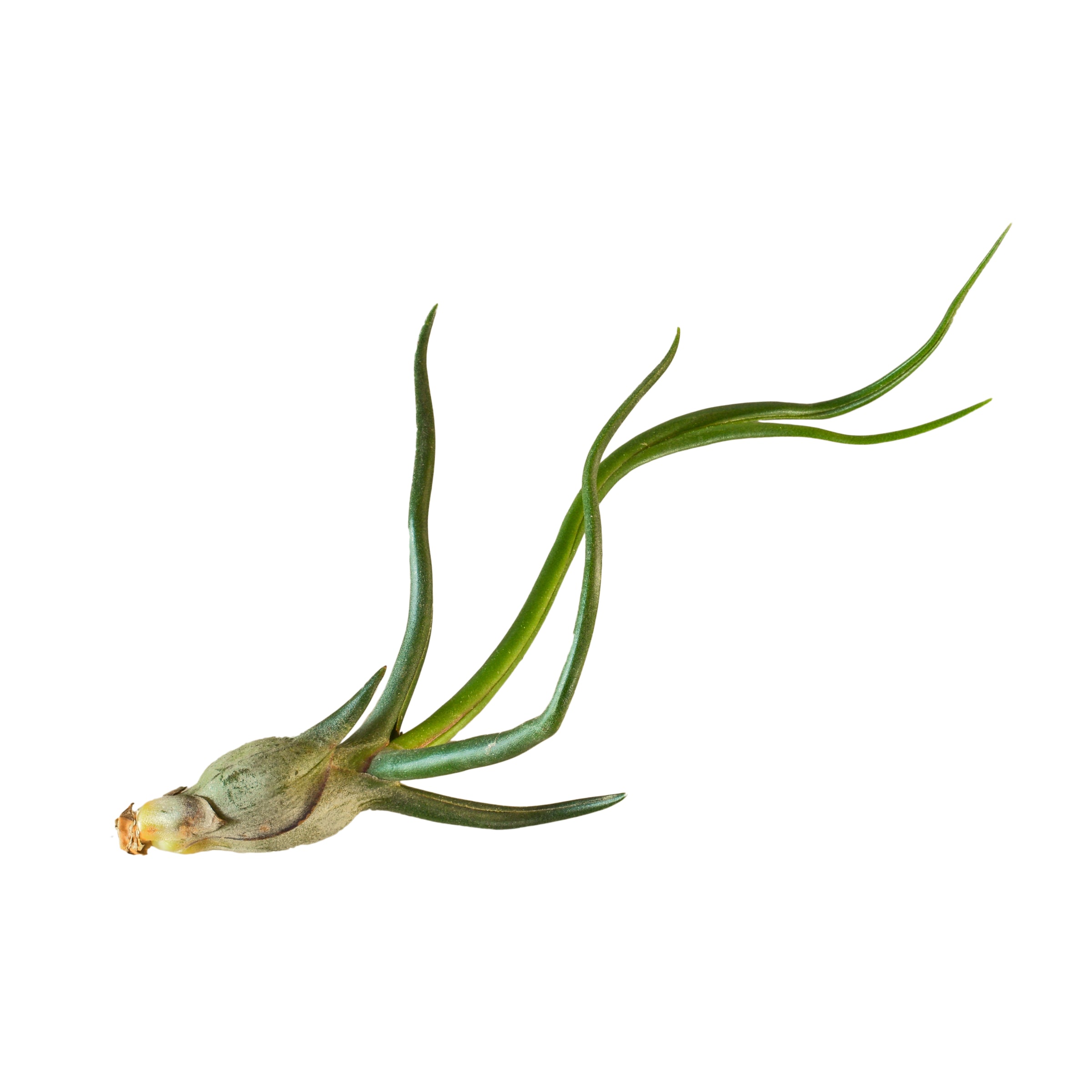 Air Plant 'Bulbosa'