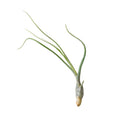 Air Plant 'Butzii'