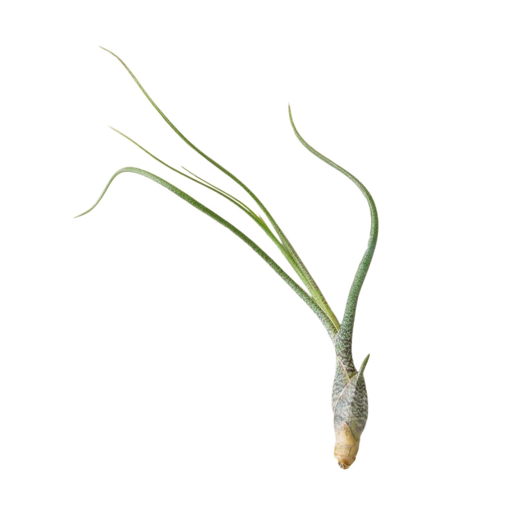 Air Plant 'Butzii'