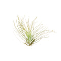 Air Plant 'Fuchsii'