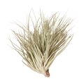Air Plant 'Houston Red Princess'