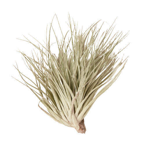 Air Plant 'Houston Red Princess'