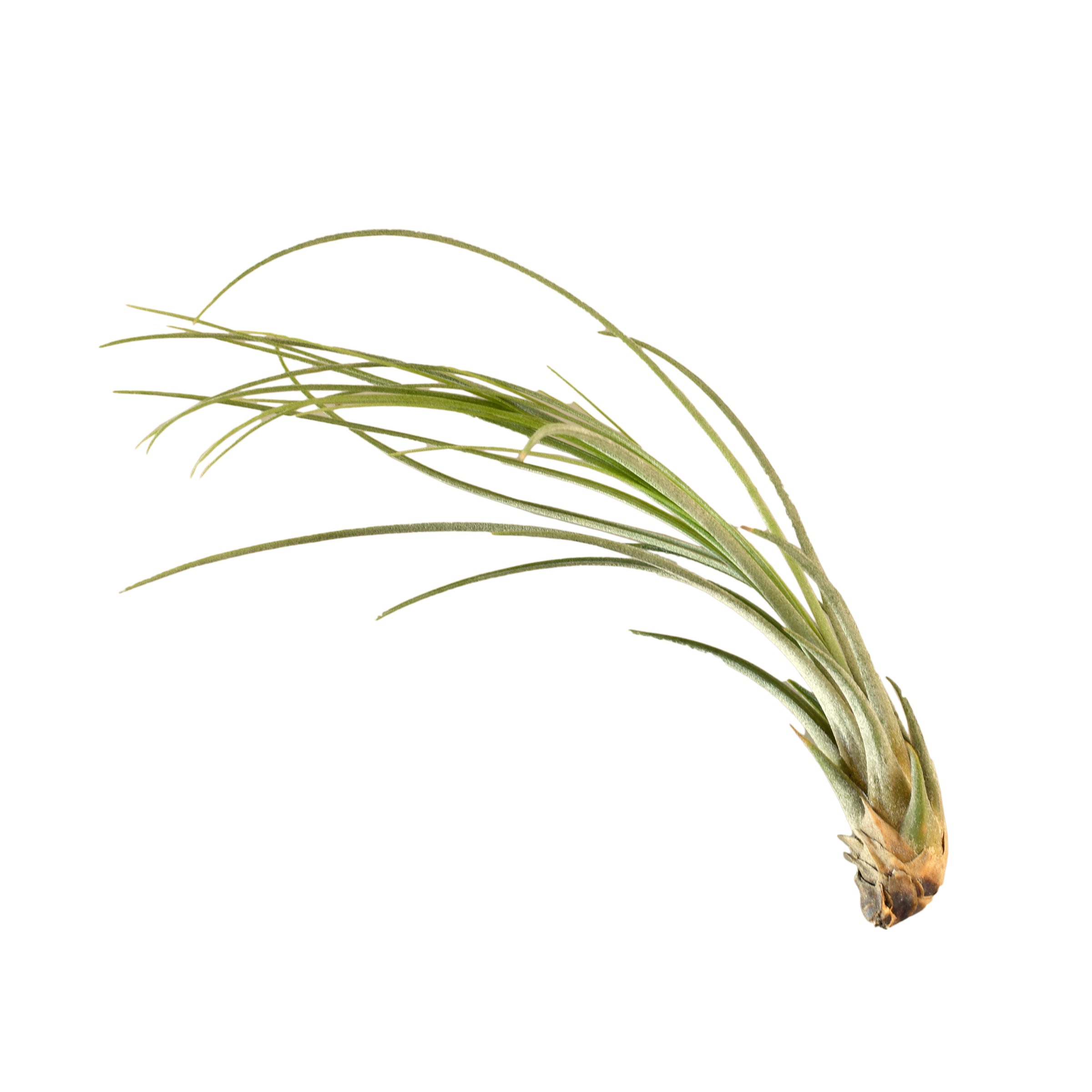 Air Plant 'Juncea'