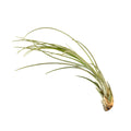Air Plant 'Juncea'