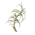 Air Plant 'Paleacea X Tectorum'