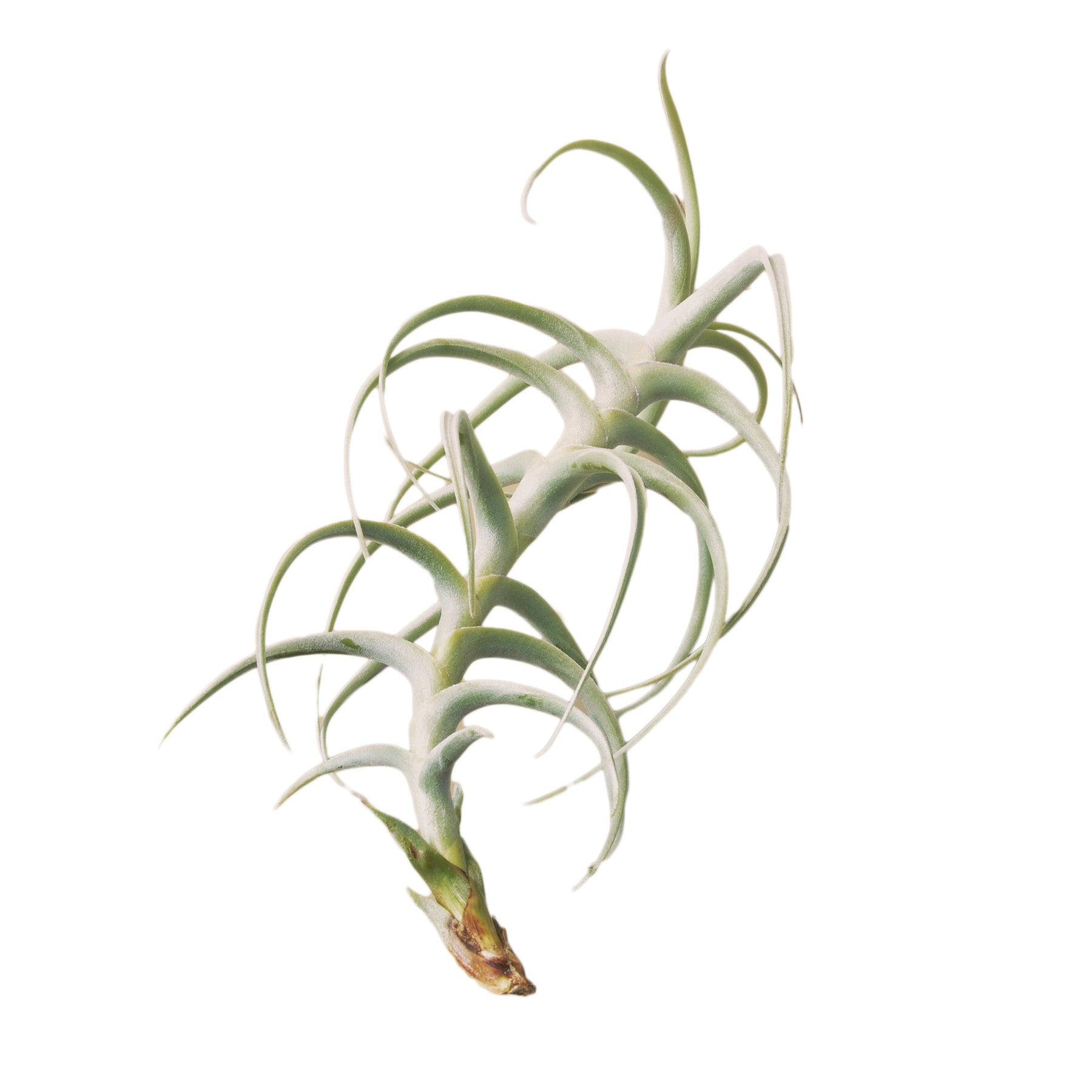 Air Plant 'Paleacea X Tectorum'