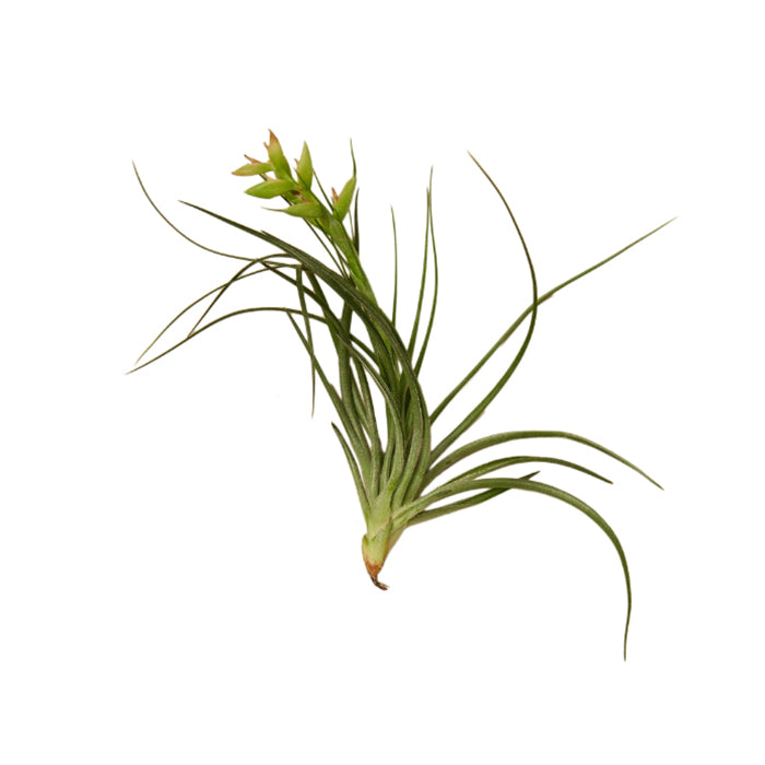 Air Plant 'Stricta'