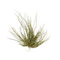 Air Plant 'Tenuifolia'