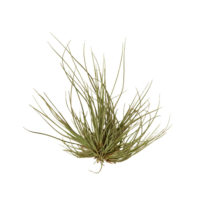 Air Plant 'Tenuifolia'