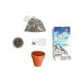 Diy Planting Kit - Japanese Black Pine Tree Bonsai