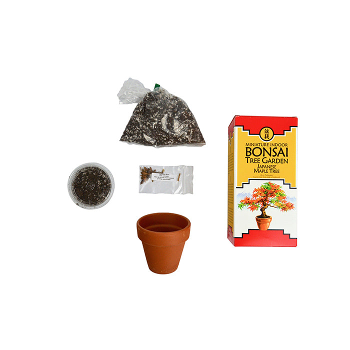 Diy Planting Kit – Japanese Maple Tree Bonsai