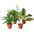 Air Purifying Bundle