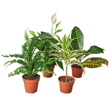 Air Purifying Bundle