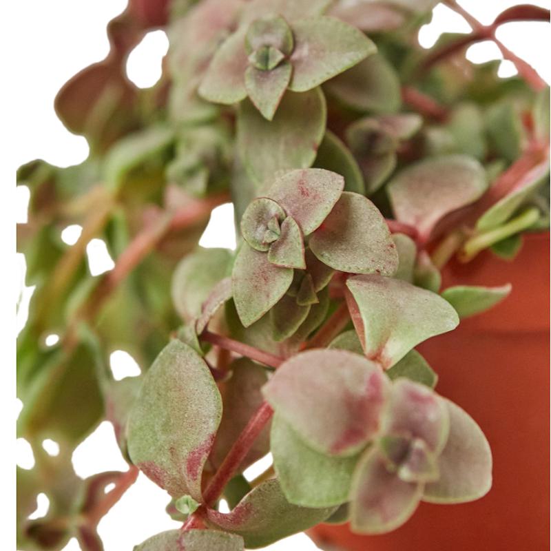 Bolivian Wandering Jew