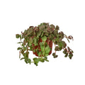 Bolivian Wandering Jew