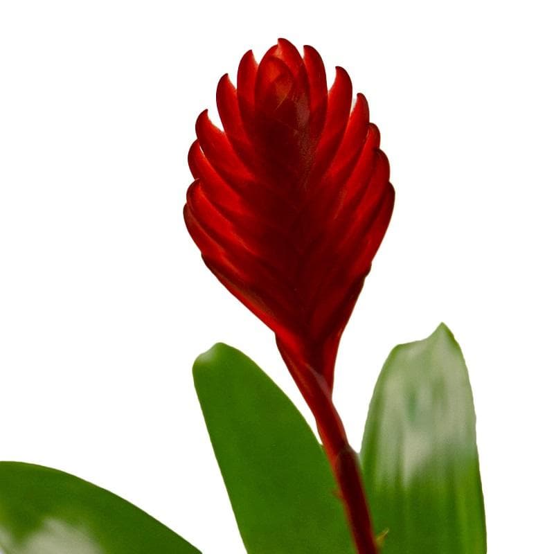 Bromeliad 'Christiane'
