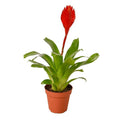 Bromeliad 'Christiane'