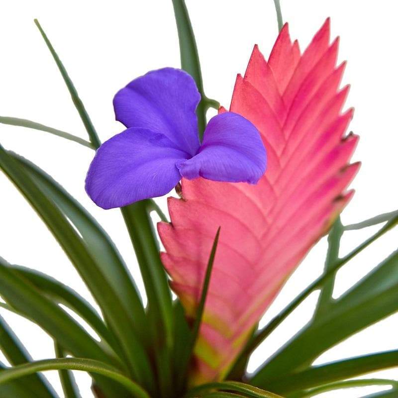 Bromeliad 'Cyanea'