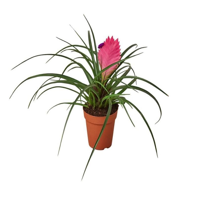 Bromeliad 'Cyanea'