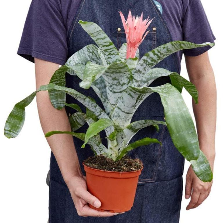 Bromeliad 'Silvervase'