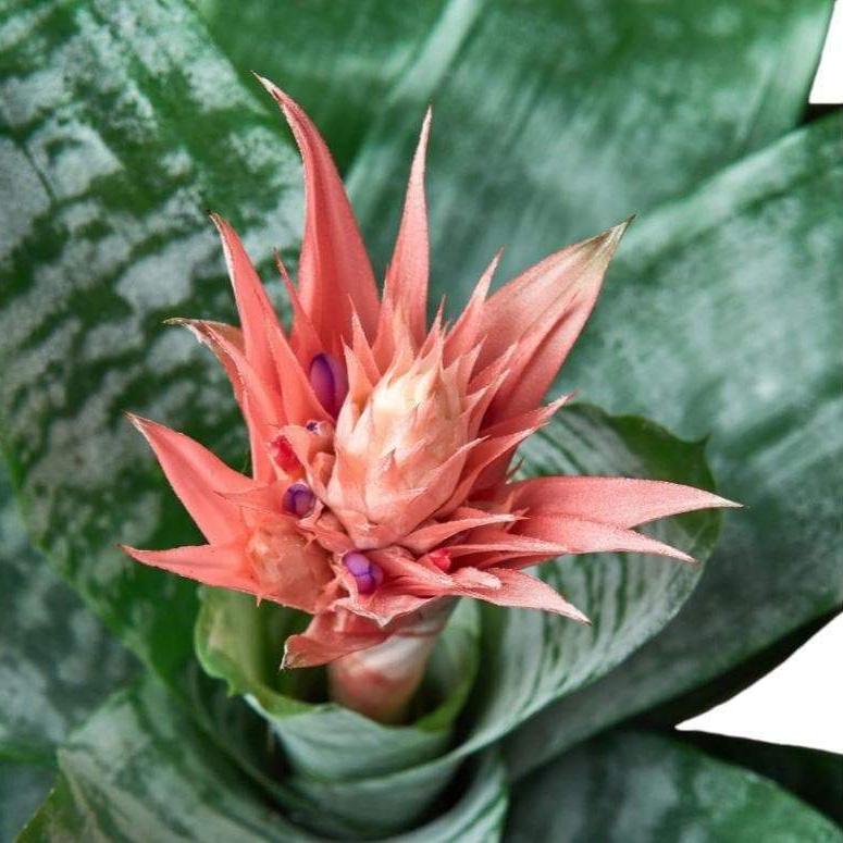 Bromeliad 'Silvervase'