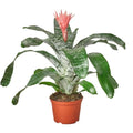 Bromeliad 'Silvervase'