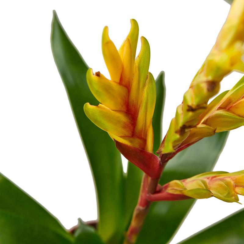 Bromeliad 'Energy'