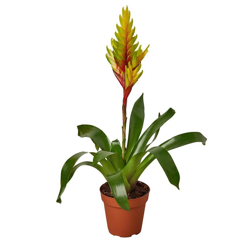 Bromeliad 'Energy'