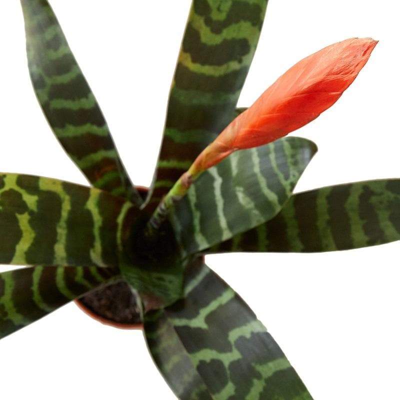 Bromeliad 'Splenriet'
