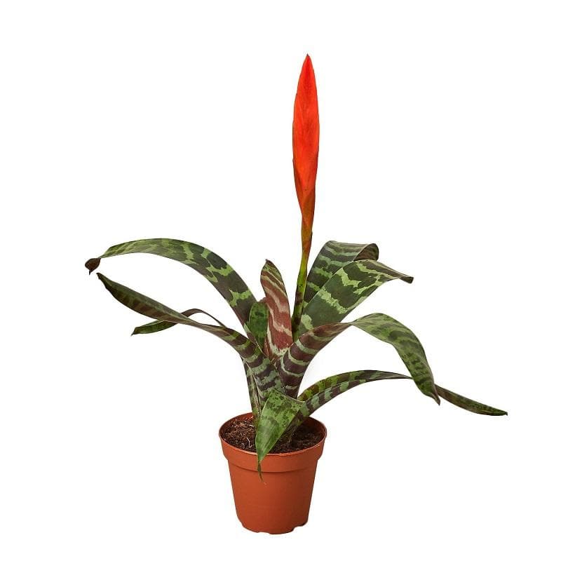 Bromeliad 'Splenriet'