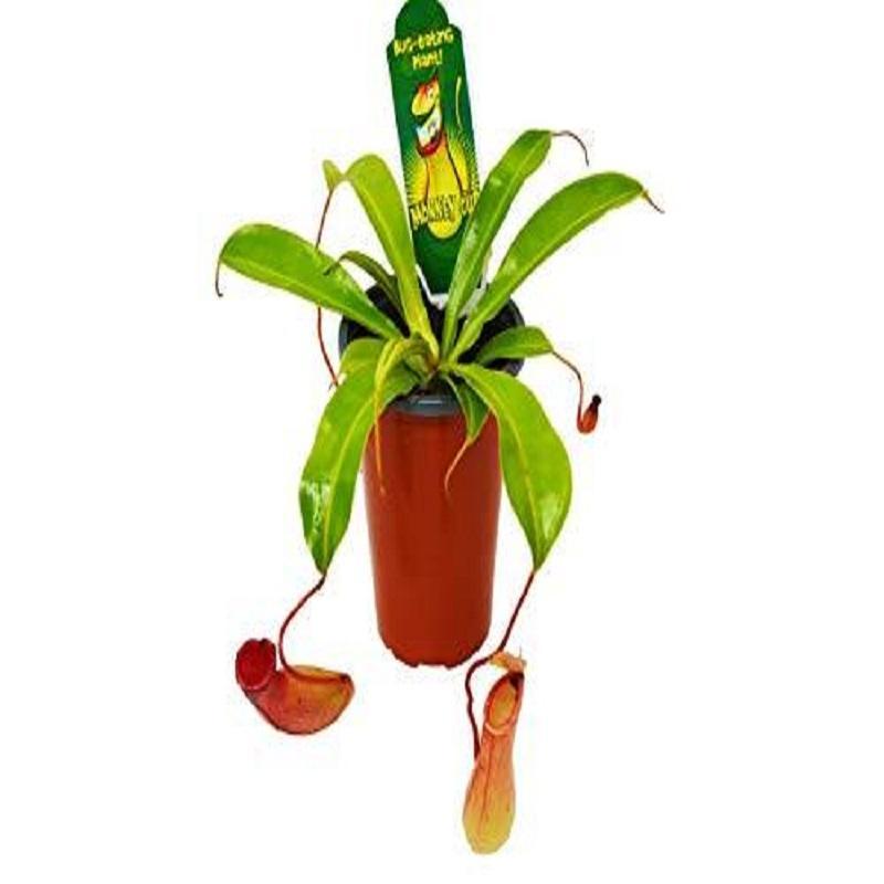Carnivorous 'Monkey Cup'