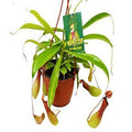 Carnivorous 'Monkey Cup'
