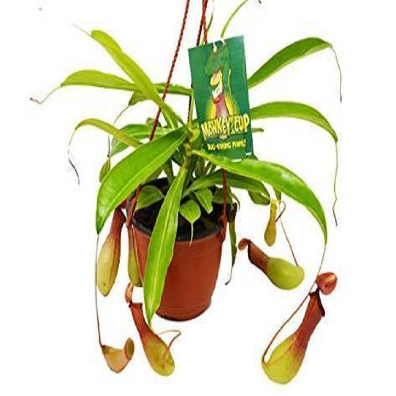 Carnivorous 'Monkey Cup'