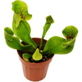 Carnivorous 'Pitcher Plant'