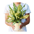 Chinese Evergreen 'First Diamond'
