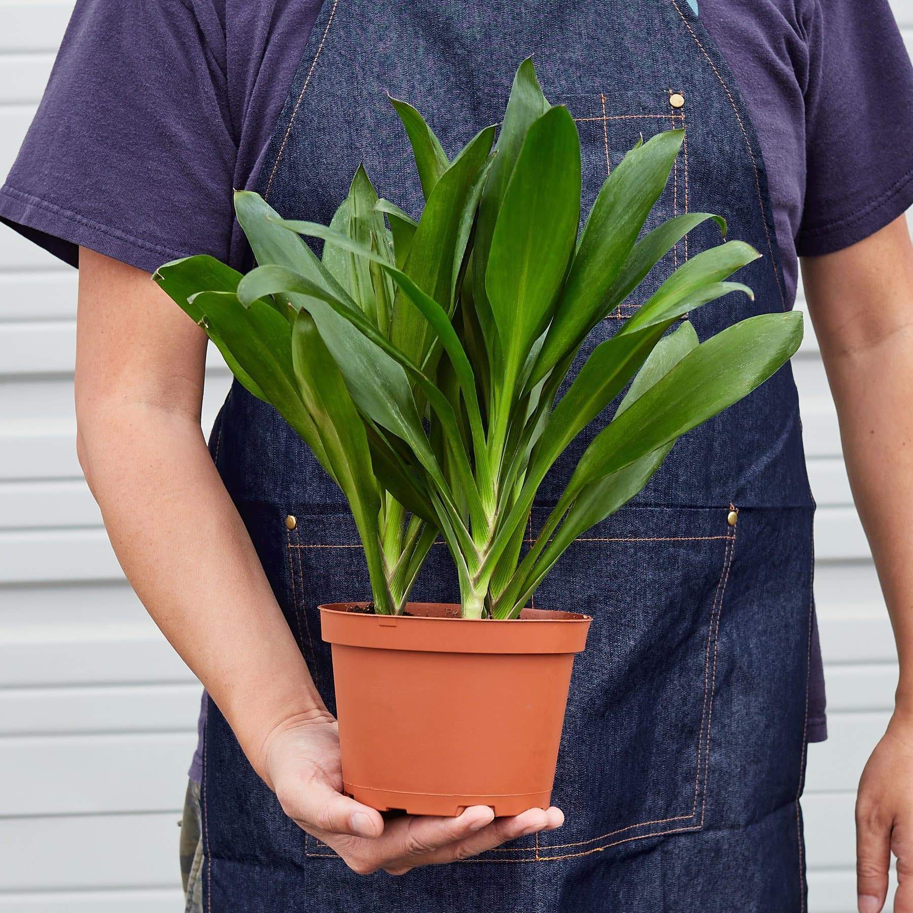 Cordyline 'Glauca'