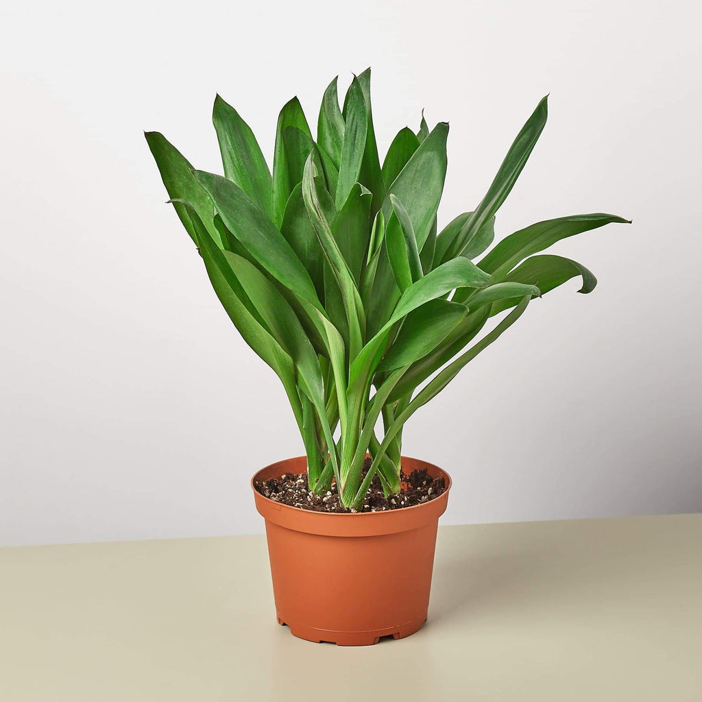 Cordyline 'Glauca'